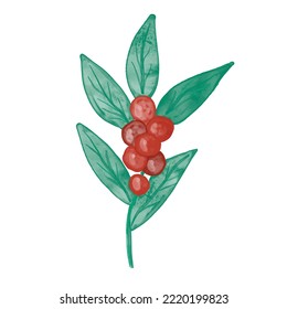 Cute watercolor winter floral minimalist clip art. Green holly berry mistletoe branch with red berries and leaves. Simple Christmas design element