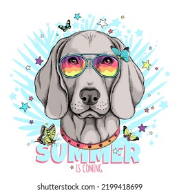 Cute weimaraner with butterflies.Summer is coming  illustration. Stylish image for printing on any surface