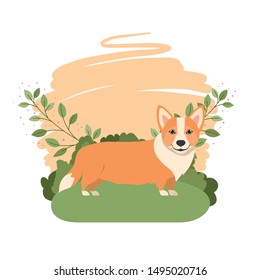 cute welsh corgi dog with background landscape