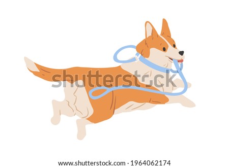 Cute Welsh Corgi dog running away with leash in mouth. Happy funny doggy escaping. Colored flat vector illustration of adorable pet isolated on white background