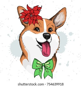 Cute Welsh Corgi face illustration with bow and Christmas flower red Poinsettia. Hand drawn vector dog