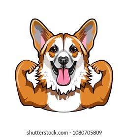 Cute welsh corgi. Muscles. Dog sportsman, Bodybuilder. Corgi portrait. Vector illustration