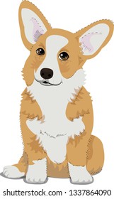 Cute Welsh Corgi puppy dog, with white blackground