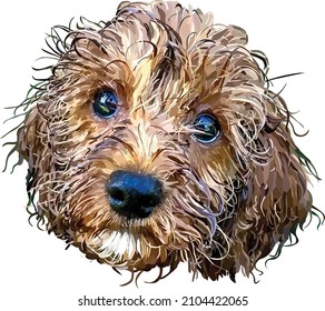 Cute wet brown cocka poo dog