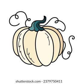 Cute white autumn pumpkin. Hand drawn illustration for Halloween and Thanksgiving decoration.