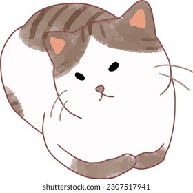 Cute White Brown Cat Sitting like a Loaf