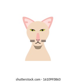 Cute white cat cartoon design, Animal pet kitten domestic feline kitty mammal beautiful and portrait theme Vector illustration