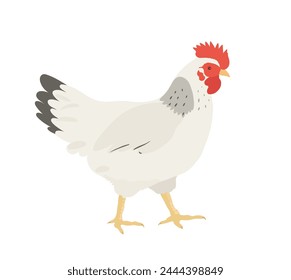Cute White Chicken, Hen illustration. Cartoon vector farm birds.