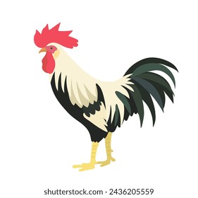 Cute White cock, rooster illustration. Cartoon vector farm birds, isolated on White background. 