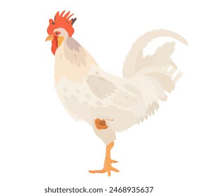 Cute white Cock, Rooster illustration. Cartoon vector farm birds isolated on white background.