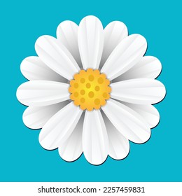 Cute white daisy chamomile flower