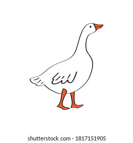 Cute white geese on isolated white background. Vector illustration of waterfowl in cartoon style for printing on any surface