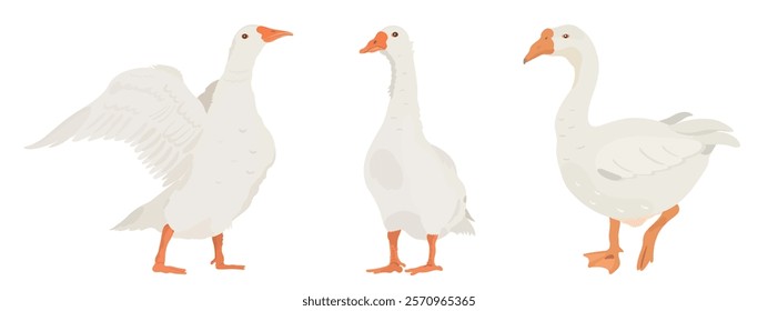 Conjunto de ilustrações de personagens de Ganso Branco Bonito. Cartoon vetores de aves de fazenda.