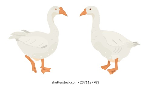 Cute White Goose Illustration. Cartoon, Vektorfresser für Farmvögel.