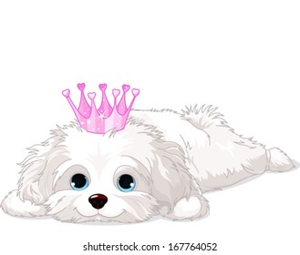 A cute white Havanese puppy with crown laying down 