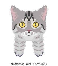 
A cute white pet cat, persian cat 
