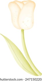 Lindos tulipanes blancos y rosados