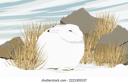 Cute white polar hares hides from the wind behind large stones and dry grass. Wild animal of the Arctic tundra in winter. Realistic vector landscape