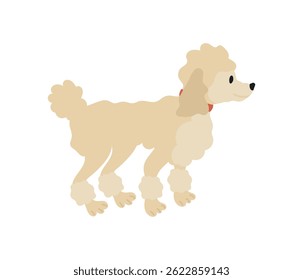 Poodle branco bonito. Ícone vetor de animal de estimação, cão sobre fundo branco, eps 10 em estilo de desenho animado plano.