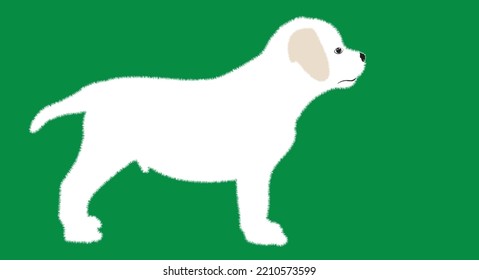 Cute white puppy.  Vector illustration of dog breed set in flat style.  Vector illustration isolated on green background,Cute dog. Love dog, cartoon pet dogs. cartoon funny dogs