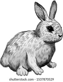 cute white rabbit fluffy kids 