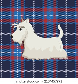 Cute White Scottish Terrier On Tartan Background.