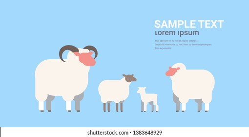 cute white sheeps and rams flock wool farm domestic animals breeding concept flat horizontal copy space vector illustration