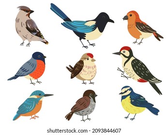 Cute winter birds. Forest and city flying animals. Magpie and bullfinch. Tit and sparrow. Different types of colorful feathered characters. Woodpecker or kingfisher. Vector fauna set