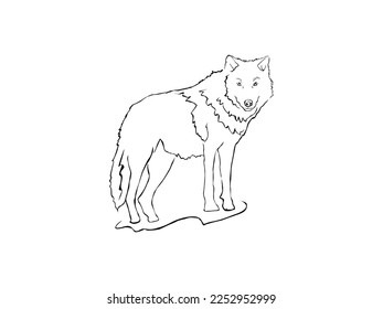 Cute Wolf Vector illustration. Wolf Line Drawing. Use for T shirt Template, kids Design, Fashion Wear. Eps 10