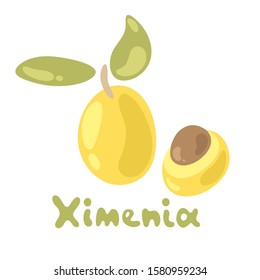 Cute ximenia isolated on the white background. Flat style. Vector illustration perfect for juice or jam, cooking book