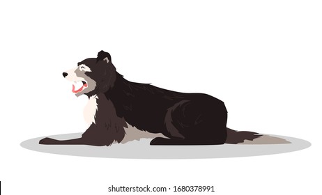 Cute yawning sleepy dog. Purebread collie lying and yawning. Funny domestic pet want to sleep. Isolated vector illustration in cartoon style