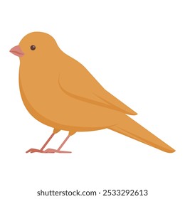 Cute yellow canary bird isolated, domestic animals concept