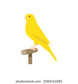 Cute yellow canary bird isolated, domestic animals concept