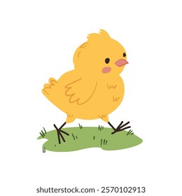 Cute Yellow Chick Walking on Grass
