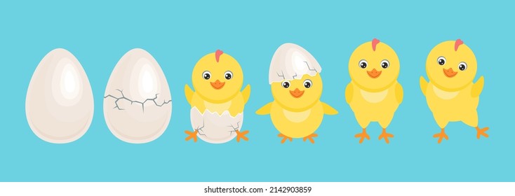 Gallina amarilla de huevo. Huevos de gallina agrietados con polluelo recién nacido aislado en azul. Pequeño pájaro gracioso en poses diferentes. Ilustración de dibujos animados de Pascua. 