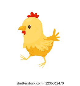 Cute yellow chicken with red scallop. Little farm bird. Flat vector for children book or mobile game