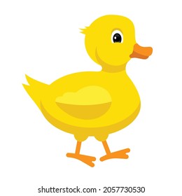cute yellow duck, isolated on white background, vector illustration