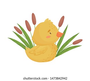 Cute yellow duckling next to the reeds. Vector illustration on white background.