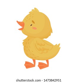 Cute yellow duckling is standing. Vector illustration on a white background.