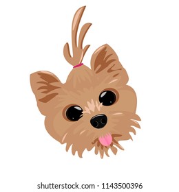 Cute yorkshire terrier face