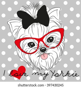 Cute Yorkshire Terrier on a dots background