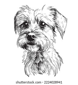 Cute yorkshire terrier puppy dibujado a mano con un dibujo grabado en grabado.Ilustración vectorial.