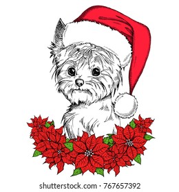 Cute Yorkshire Terrier in a red Santa Claus hat and Christmas flowers red Poinsettia. Hand drawn vector dog