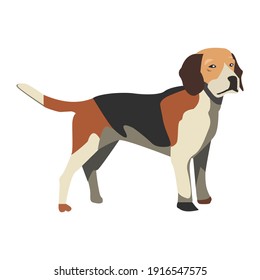 Cute young brown beagle puppy dog in flat style  Lovely adorable pet
 