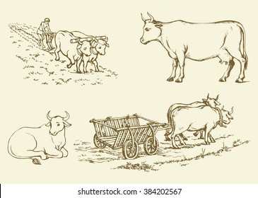 Cute young hoofed dairy buffalo standing in farmland graze pasture ground. Freehand outline ink hand drawn background sketchy in art scribble antique style pen on paper. Side view with space for text