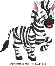 Cute zebra cartoon on white background