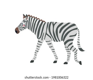 Cute zebra on white background in cartoon flat style. Vector illustration