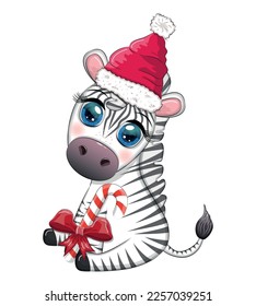 Cute zebra in red santa hat with christmas ball, candy kane, gift. Wildlife holidays cartoon character.