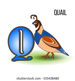 Cute Zoo Alphabet Q Cartoon Quail Stock Vector (Royalty Free) 535438480 ...