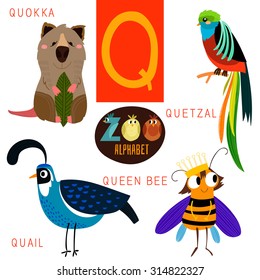 Cute zoo alphabet in vector.Q letter. Funny cartoon animals:Quokka,quetzal,quail,queen bee. Alphabet design in a colorful style.
